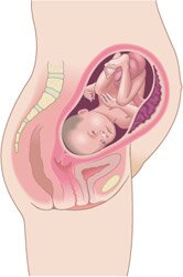 Состояние ребенка на 31 неделе беременности