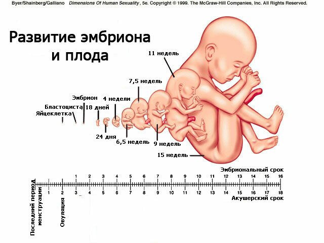 Соответствие эмбрионального и акушерского сроков беременности