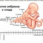 Соответствие эмбрионального и акушерского сроков беременности